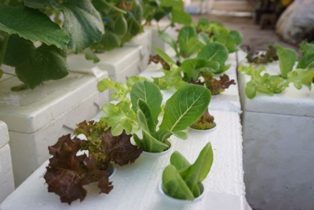 ถ้วยปลูกพืชผักขนาดใหญ่ไฮโดรโปนิกส์​ (สำหรับฟองน้ำ)​ 25ใบ​ ใช้ปลูกเมล่อน แตกโม แตงกวา - รูปที่ 3