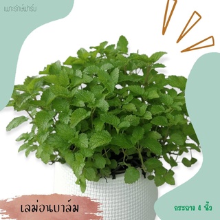 เลม่อนบาล์ม Lemon balm #สมุนไพรฝรั่ง #เพาะรักษ์ ต้นแข็งแรง พุ่มแน่น