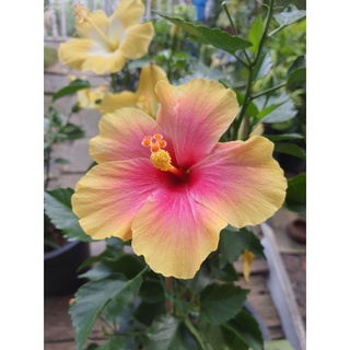 ดอกชบาฮาวาย ชบาดอกใหญ่ ชบาหน้าหวาน ขอบสีเหลือง ใส้ชมพู ส่งพร้อมกระถาง10นิ้ว