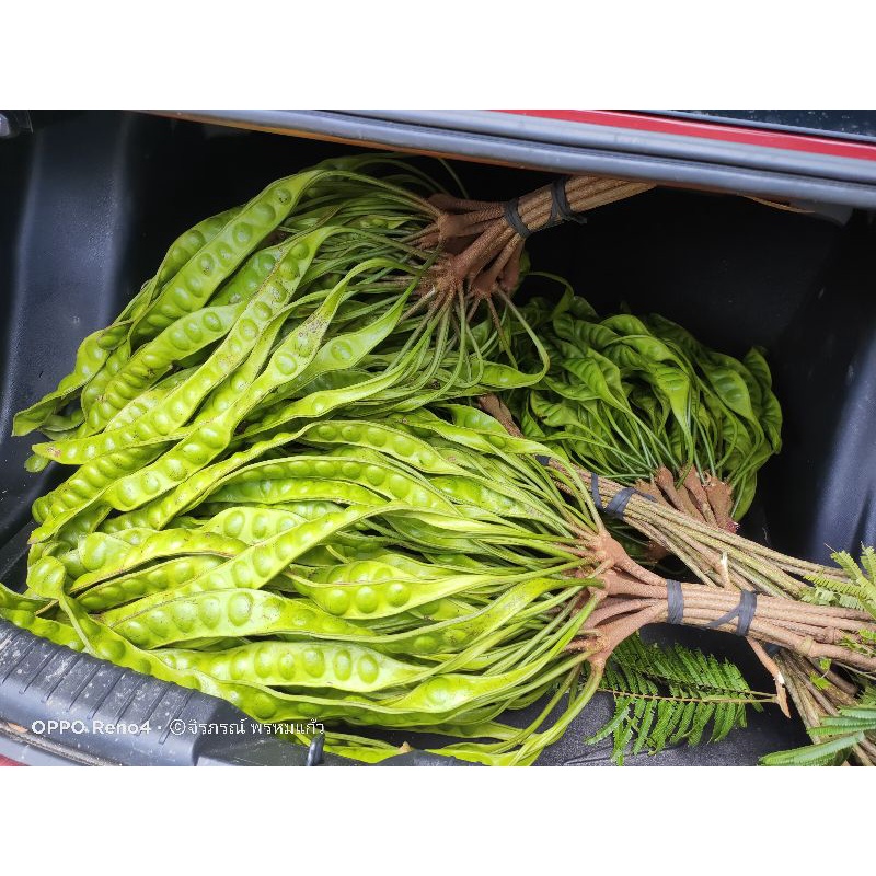 สะตอใต้ ชุดละ50ฝักสะตอข้าวนอกฤดุกาล