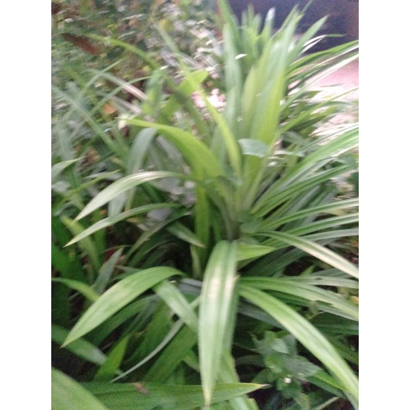 My Image 6
