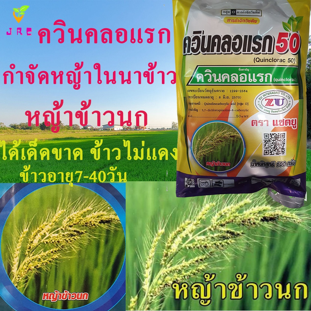 แซดบีควิน 100กรัม กำจัดหญ้าในนาข้าว หญ้าใบแคบ หญ้าข้าวนก หญ้ากอ หญ้าดอกใหญ่ หญ้าหางหมา หญ้าไอ้โต้ง ฉีดเก็บได้