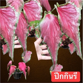 บอนสี นามว่าปีกกินรี ใบยาวสวยกัดสีแล้ว(จัดส่งทั้งกระถาง)