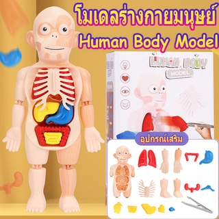 👨‍🔬BHQ👩‍🔬Human Body Model โมเดลร่างกายมนุษย์ ของเล่นแนววิทยาศาสตร์ ของเล่นstem ของเล่นเพื่อการศึกษา ของเล่นเด็ก