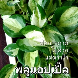 ไม้เลี้ยงน้ำ ซื้อ 5 (มีแถม) ส่ง 3 กิ่งขึ้นไป พลูสีชมพู พลูงาช้าง พลูด่าง ฟิโล ด่างขาว