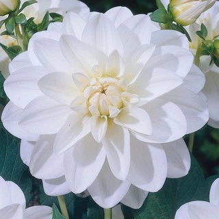 เมล็ดดอกรักเร่ คละสี 100 เมล็ด เมล็ดรักเร่ Dahlia Color Mix
