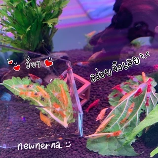 ใบหม่อน ปลอดสารพิษ100% อาหารกุ้ง หอย ปลากินพืช