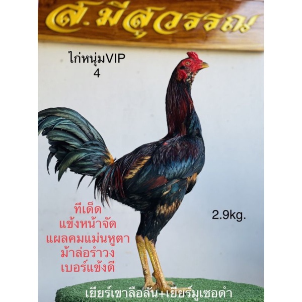 ✅ราคาพิเศษ⭐แชมป์ 15,400,000บาท🏆ทายาทเยียร์เขาลือลั่น ส.มีสุวรรณ 100%ไข่เชื้อไก่ชนสายพันธุ์เงินล้านสำหรับฟักไข่เก็บ1-2วัน