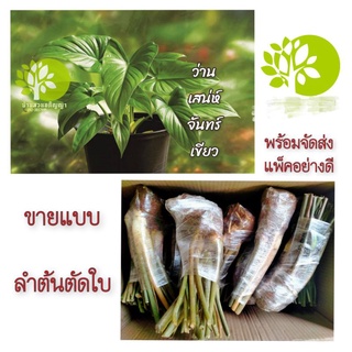 เสน่ห์จันทร์เขียว​ ขายแบบลำต้นตัดใบ​ มีจำกัด รหัสสินค้า A014