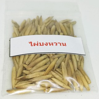 เมล็ดพันธุ์ ไผ่บงหวาน Bambusa Sp 100 เมล็ด