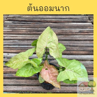 ต้นออมนาก ออมนาค ในกระถาง 5.5 นิ้ว ต้นใหญ่ฟอร์มใบสวย ส่งทั้งกระถาง