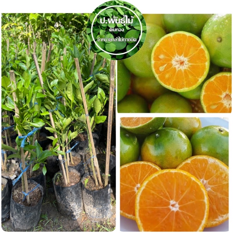 ต้นส้มสายน้ำผึ้ง 🍊 แข็งเเรง สูงประมาณ 50-60 เซน เสียหายเครมฟรี