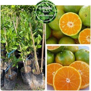 ต้นส้มสายน้ำผึ้ง 🍊 เสียบยอดแข็งเเรง สูงประมาณ 50-60 เซน เสียหายเครมฟรี
