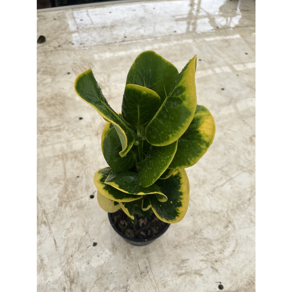 มุมมอง 4