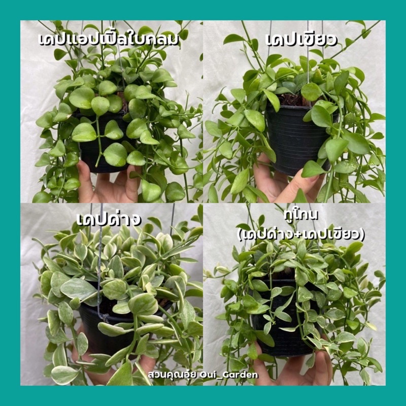 เดปด่าง/เดปเขียว/เดปแอปเปิ้ล กระถาง4นิ้ว มีลวดแขวน