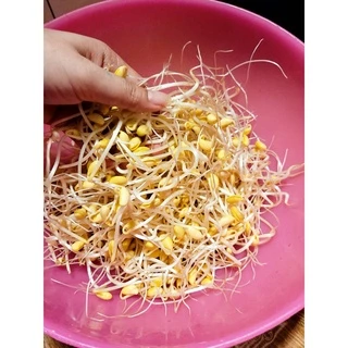 เมล็ดพันธุ์ถั่วเหลืองพันธุ์เชียงใหม่ 60 ขายตามน้ำหนัก ถั่วแระไทย เพาะถั่วงอกหัวโตแบบในอาหารเกาหลีได้
