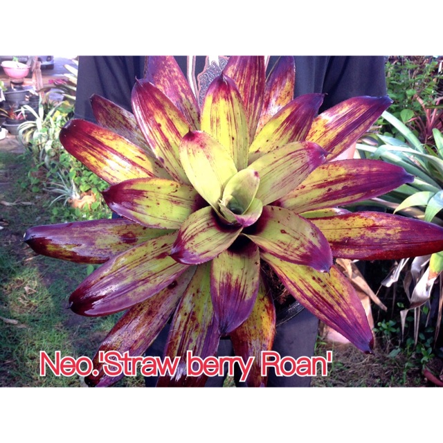 หน่อของ staw Berry Roan #สับประรดสี#bromeliad# ต้นไม้สวยงาม# ไม้ประดับ# ตกแต่งสวน# ปลูกตกแต่งบ้าน# ไม้มงคล