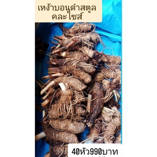 【ขายส่ง】บอนดำสตูลสำหรับเอาไปขายต่อกำไรงามๆ