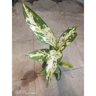 Dieffenbachia Tropic Snowจะส่งพร้อมกระถาง 4 นิ้วไม้ฟอกอากาศ (ต้นพันธ์มาเลเซีย)