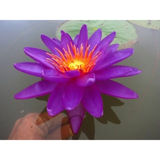 100 เมล็ด เมล็ดบัว สีม่วง นำเข้า บัวนอก สายพันธุ์เมล็ดบัว Waterlily Nymphaea Seeds