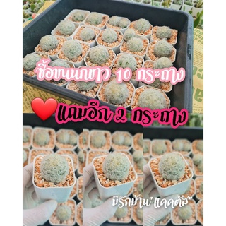 แมมขนนกขาว กระบองเพชร cactus กระบองเพชรมีดอก พร้อมส่ง ขนนกขาว แคคตัส ของแถมจุกๆ