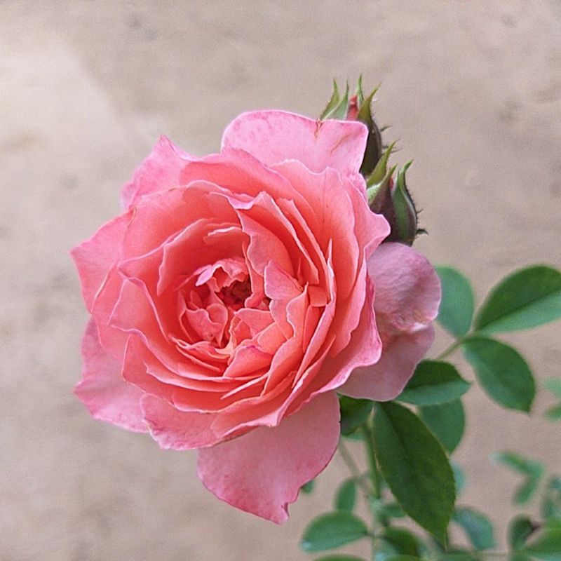 กุหลาบ⚘ Romantic Tutu โรแมนติก ตูตู ดอกขนาดกลาง สีสด หอม โรแมนติก...ตูตู