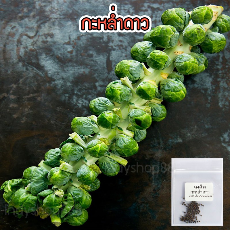เมล็ดพันธุ์ กะหล่ำดาว กะหล่ำเล็ก 9-20 เมล็ด [10 แถม 1 คละได้]