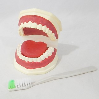 หุ่นจำลองฟันแบบมีลิ้น ขนาดเท่าของจริง ( Life - Size Dental Care with Tongue Model)