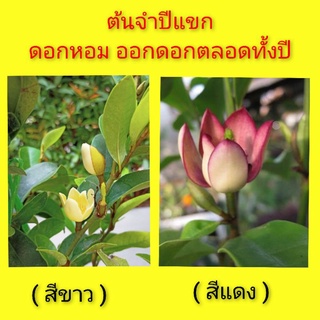 ต้นจำปีแขก #ดอกจำปีแขก #จำปีแขก #ดอกหอม