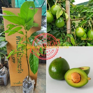 จัดส่งเคอรี่ ต้นอะโวคาโด้ เสียบยอด พันธุ์แท้ ปีเตอร์สัน peterson avocado 1ต้น ปลูกได้ผลทุกพื้นที่