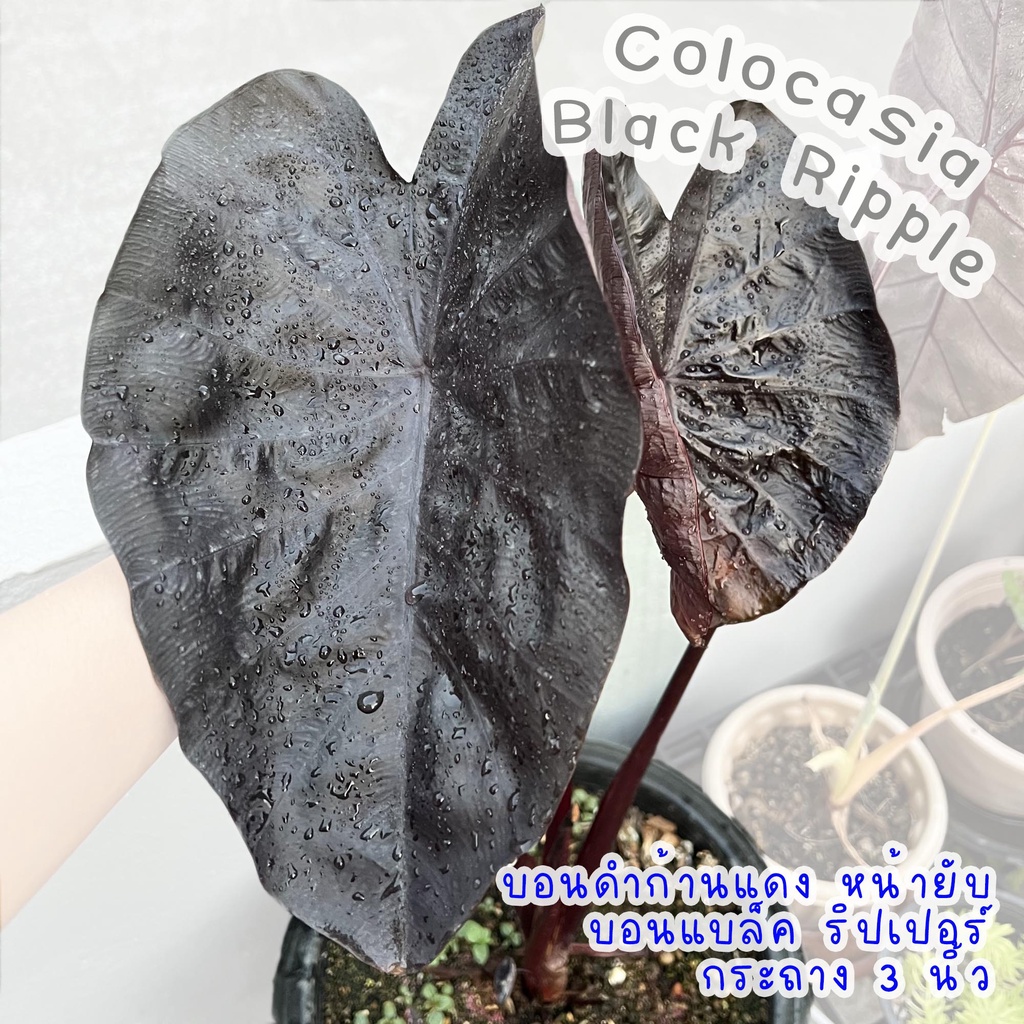 Colocasia Black Ripple / Black Ripper บอนดำ แบล็คริปเปิ้ล กระถาง 3 นิ้ว