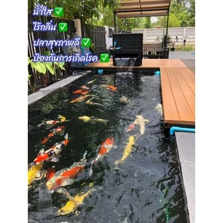 Tn Fresh Bac จุลินทรีย์ปรับสภาพน้ำใสไร้กลิ่น สำหรับบ่อปลาตู้ปลา สำหรับปลาคาร์ฟ ปลาทอง และปลาน้ำจืดทุกชนิดปลอดภัย 100%
