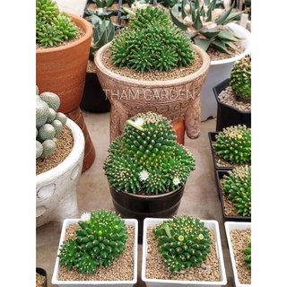 Mammilaria camptotricha cv. BRU