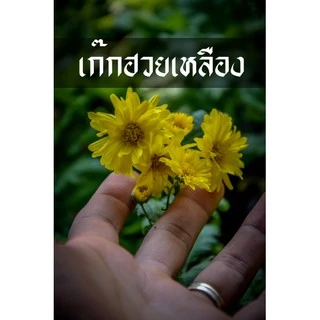 เก๊กฮวย ต้นเก๊กฮวย ดอกเหลือง ดอกดก ทนแล้ง ทนโรค