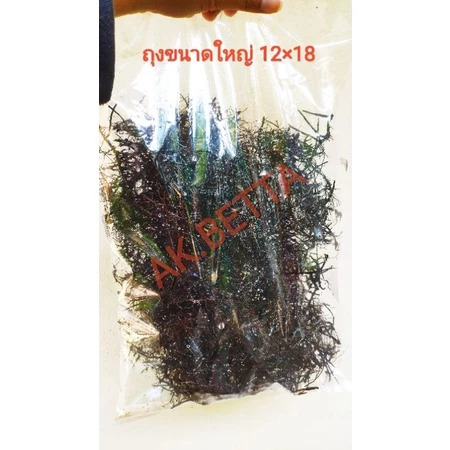 รากเฟิร์นก้านดำ สำหรับบ่อเพาะอนุบาลลูกปลา 300 กรัม thumbnail 5