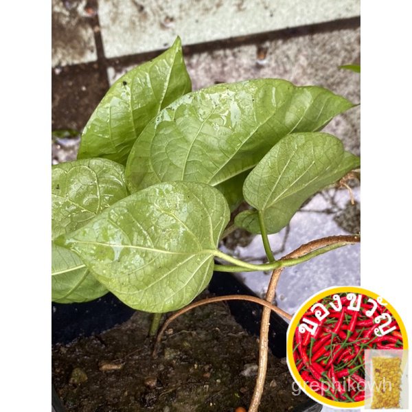 กินพืช  เถาดอกใบเตย 食花พืช木瓜/帽子/母婴/鲜花/裙子/通心菜/男装/苹果/芹菜/玫瑰/ V7CG