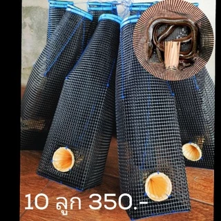 ตุ้มดักปลาไหลพลาสติกงาไม้/อีจู้ ชุด 10 ลูก