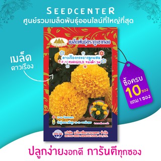 เมล็ดดาวเรืองต้นเตี้ยดอกสีทอง ทองคำ 34  ตราภูเขาทอง บรรจุ 10 เมล็ดสำหรับปลูกในกระถาง