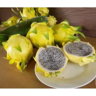 10 เมล็ด เมล็ดแก้วมังกร (Pitaya) Dragon fruit พันธุ์ เหลืองอิสราเอล