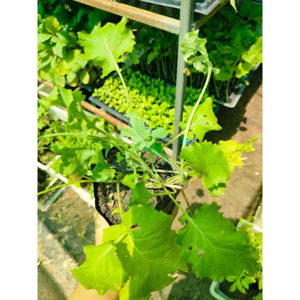 ต้นพันธุ์  เคลไซบีเรียน -Siberian Kale ถุงดำละ 39 บาท ใบมีขนาดใหญ่ปลูกง่าย โตไวมาก รสออกหวานๆ ต้นเตี