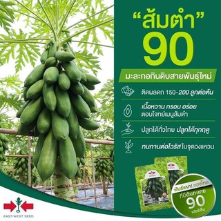 เมล็ดพันธุ์มะละกอลูกผสม ส้มตำ 50 เมล็ด (ไม่ใช่พืชที่มีชีวิต)