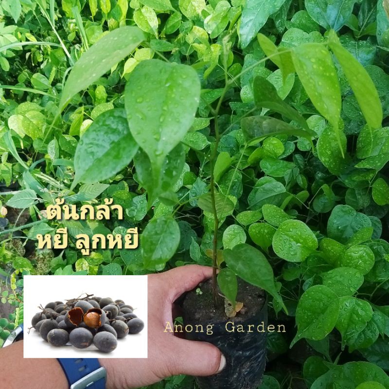 ต้นกล้า หยี ลูกหยี เขลง ไม้เค็ง ต้นละ 20 บาท ไม้เนื้อแข็ง ไม้ใหญ่ ลูกนำมาแปรรูป