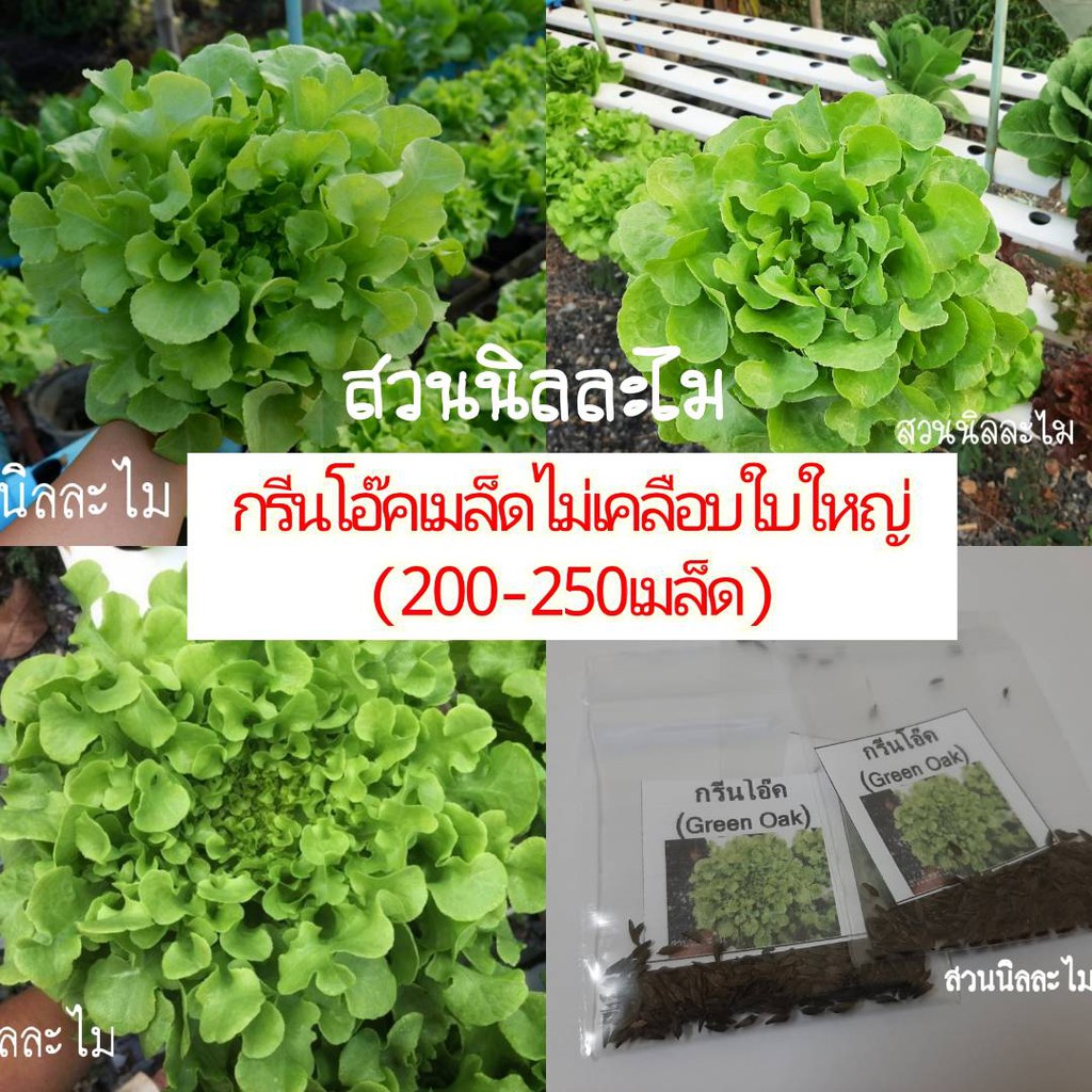 เมล็ดพันธุ์ผักสลัดกรีนโอ๊คใบใหญ่ (Green Oak) 1 ซอง 100+ เมล็ด[มีบริการเก็บเงินปลายทาง ]