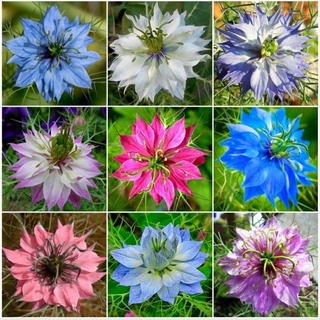 Love in a mist mixed color เมล็ดพันธุ์รักในสายหมอกคละสี