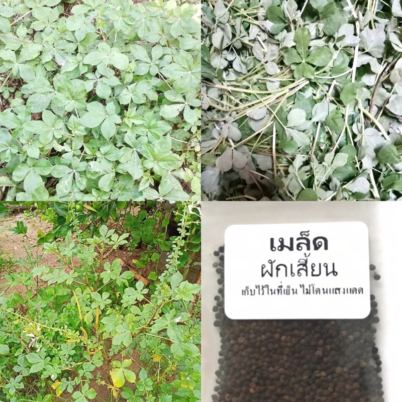 เมล็ดผักเสี้ยน 300-500 เมล็ด ปลูกง่าย ทนแล้ง ผลผลิตสูง ซื้อ (10 แถม 1 คละได้)
