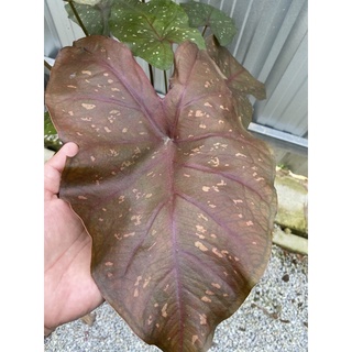 ต้นบอนสี เบิร์นนิ่งฮาร์ท (Caladium burning heart) กระถาง 8นิ้ว