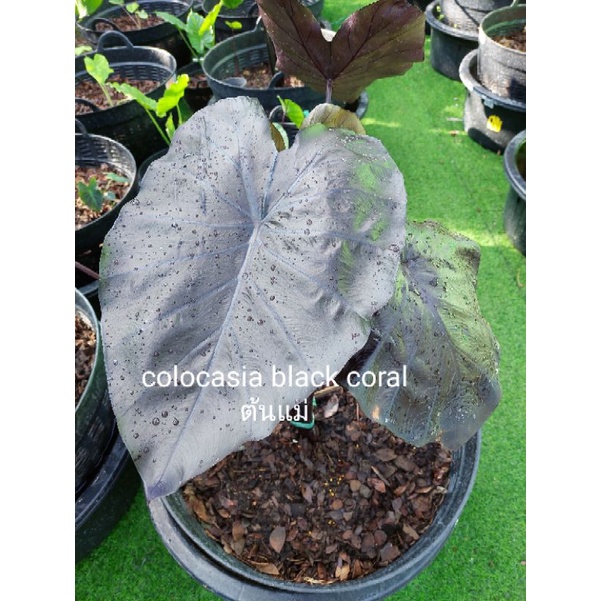 colocasia black coralโคโลคาเซีย แบล็ค คอรัล