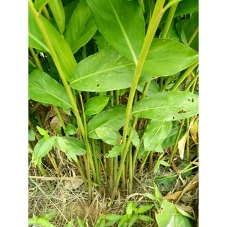 ข่าตาแดง1กก.#พร้อมปลูก