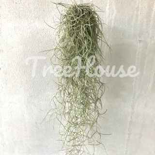 เคราฤาษีพร้อมรวดแขวน / Tillandsia usneoides (L.) L.