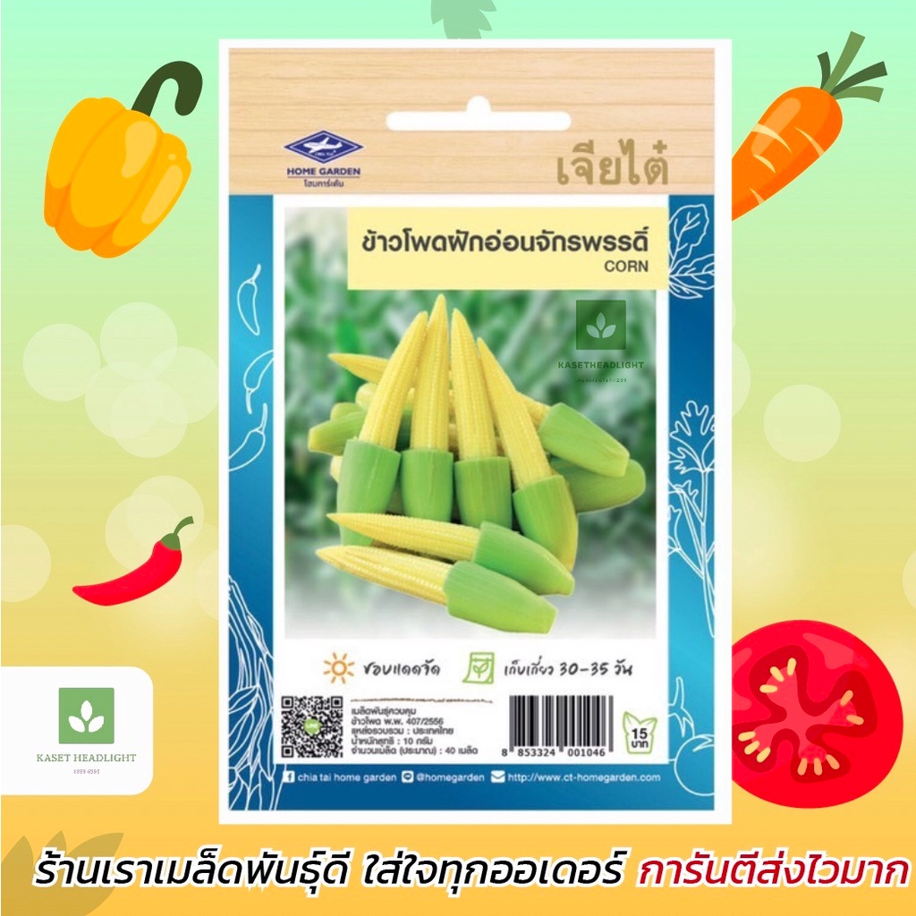 เมล็ดข้าวโพดพันธุ์ข้าวโพดฝักอ่อน เจียไต๋ ข้าวโพดอ่อน 40เมล็ด/ซอง
